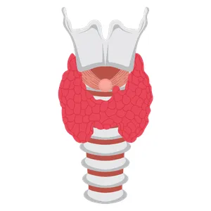 Inicio Cirugía General en Playa del Carmen